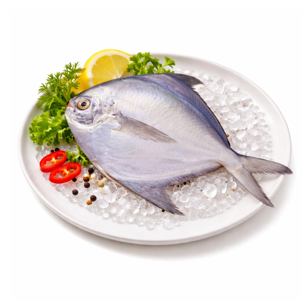 Silver Pomfret