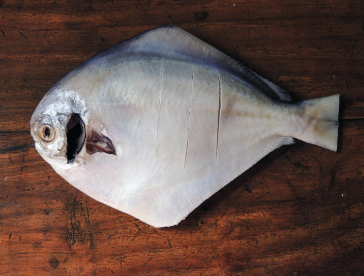 Silver Pomfret